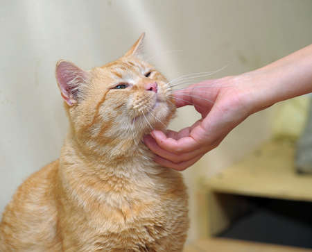 stroking a catの写真素材