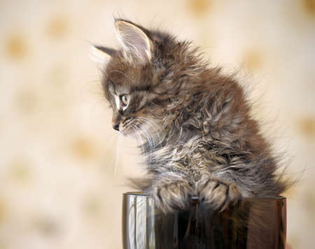 kitten in a cupの写真素材
