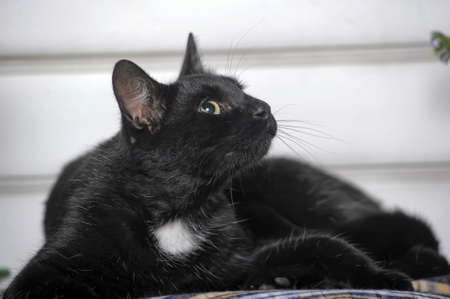 Black cat with a white spot on the chestの写真素材