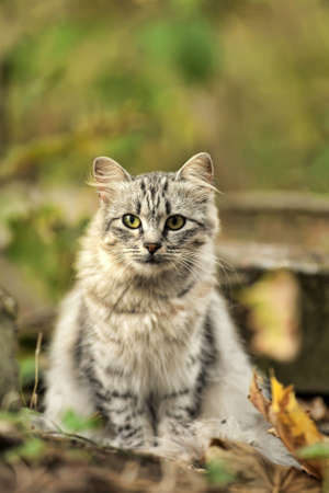 Beautiful gray fluffy cat in nature.の写真素材