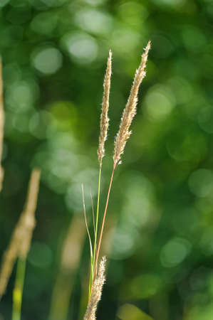 Close-up of the mature heads of autumn grass.の写真素材