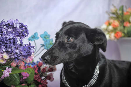 Elegant black dog on a background of flowersの写真素材