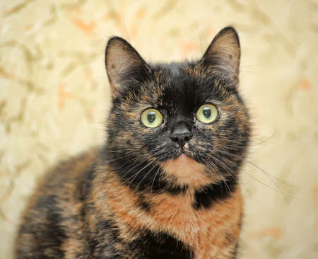 Tortoiseshell cat sitsの写真素材
