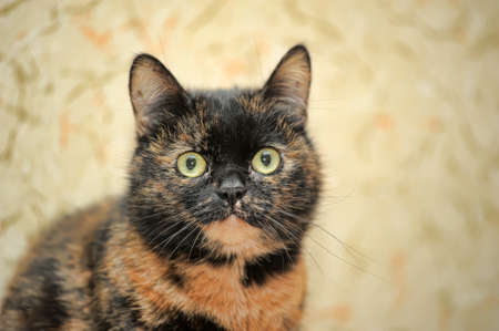 Tortoiseshell cat sitsの写真素材