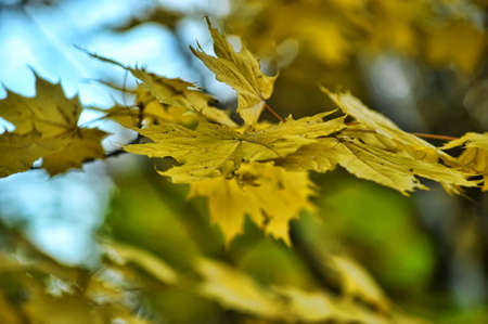 Yellow maple leaves on a treeの写真素材