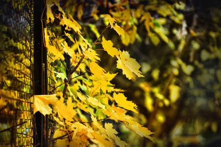 Yellow maple leaves on a tree
