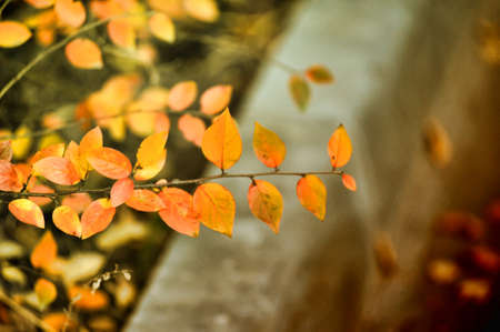 Autumn leaves on the branchesの写真素材