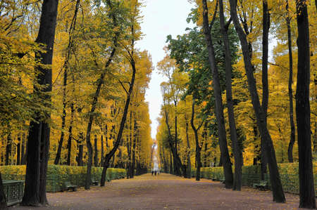 Autumn landscape of colorful autumn tree in a park