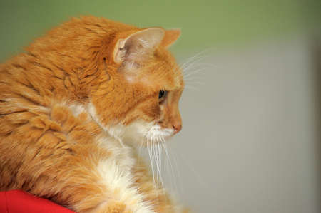 large catの写真素材