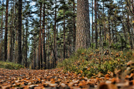Autumn path in the park