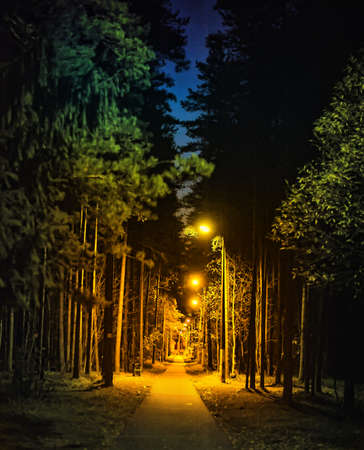 night alley in the parkの写真素材