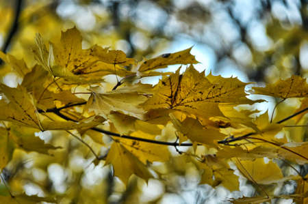 Yellow maple leaves on a tree