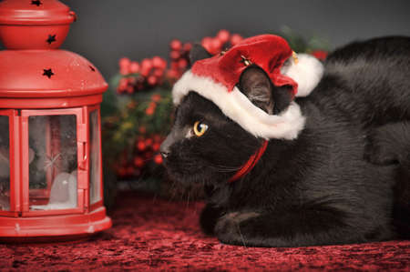 Black cat in red Christmas hat.の写真素材
