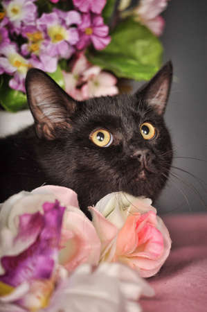 black cat surrounded by flowersの写真素材