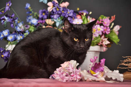 black cat surrounded by flowersの写真素材