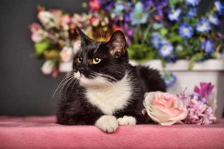 black and white cat and flowers in the studioの写真素材