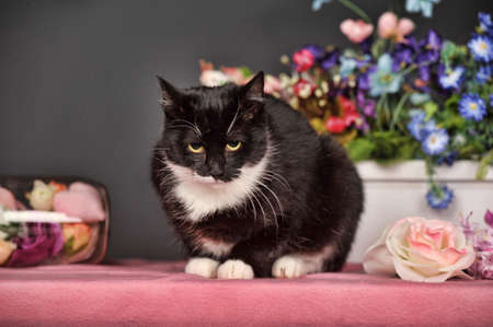 black and white cat and flowers in the studioの写真素材