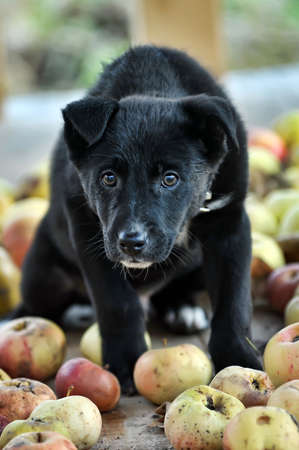 Cute black puppy  sitting with applesの写真素材