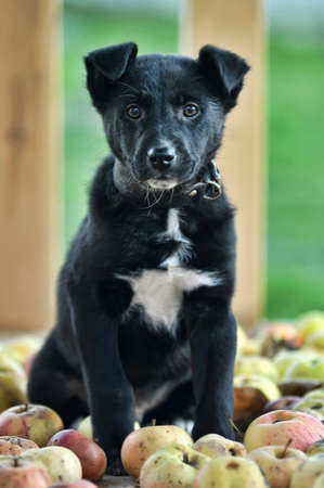 Cute black puppy  sitting with applesの写真素材