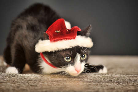 Beautiful cat in a Christmas cap の写真素材