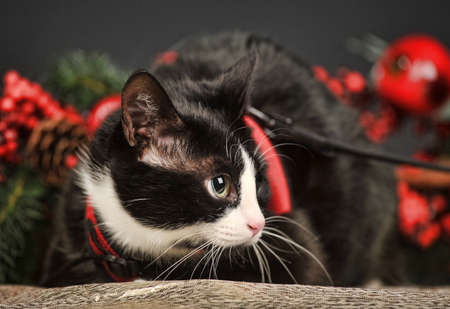 Black cat with Christmas  backgroundの写真素材