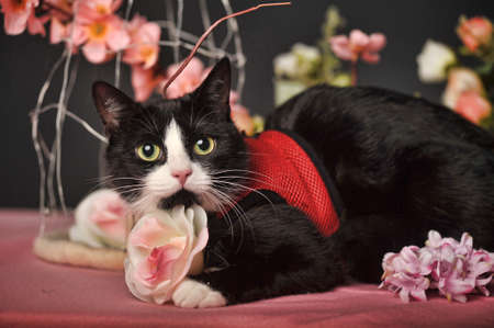 black and white cat with flowers rosesの写真素材