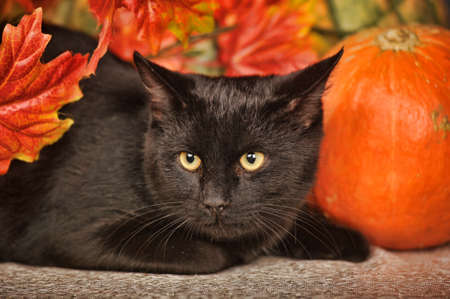 Black cat with orange pumpkins and autumn leavesの写真素材