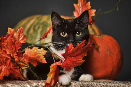 autumn catの写真素材