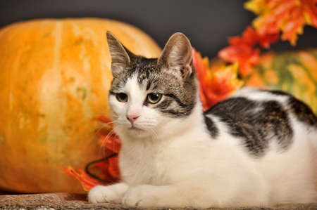 autumn catの写真素材