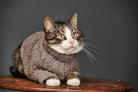 Cat in a gray sweaterの写真素材