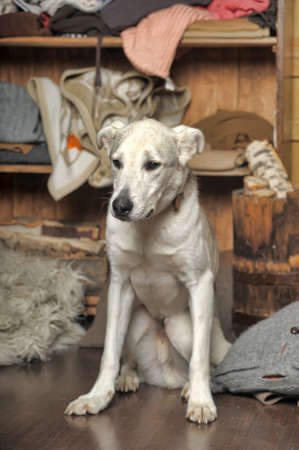 White dog is sad and alone