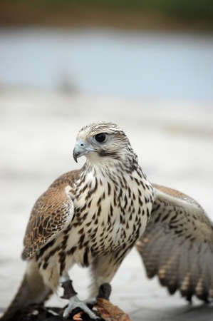 falconの写真素材