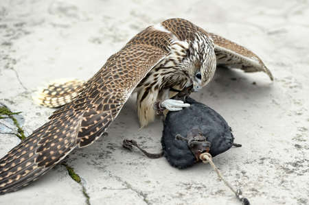 falconの写真素材