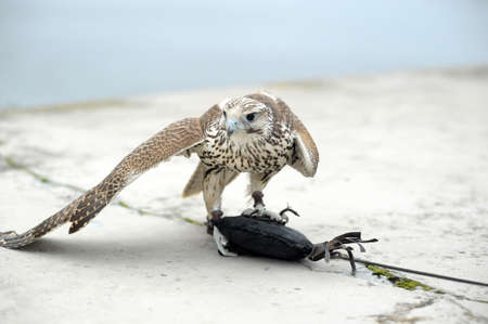 falconの写真素材