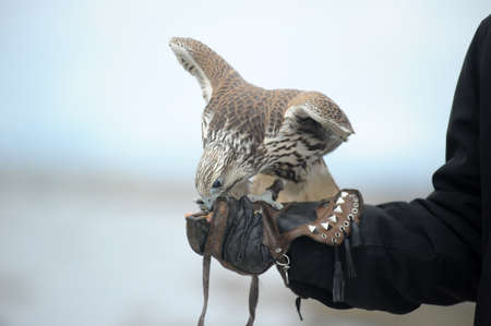 Peregrine Falcon standing on caretakers glove の写真素材