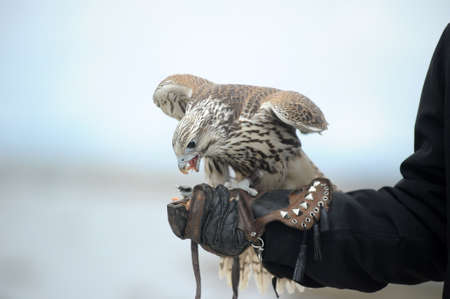 Peregrine Falcon standing on caretakers glove 