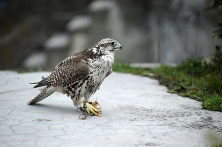 falcon