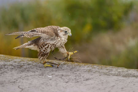 falcon
