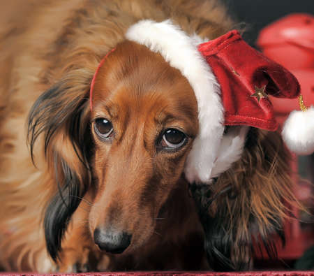 Beautiful long-haired brown dachshund in a New Year s capの写真素材
