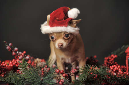 Christmas portrait of a Chihuahua in christmas hatの写真素材