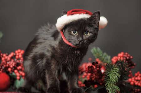 Cat in Christmas hatの写真素材