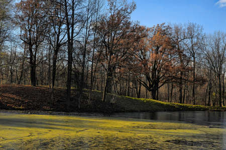 Multicolored autumn trees near river の写真素材