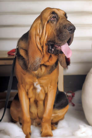 Beautiful Bloodhound puppy at 6 monthsの写真素材