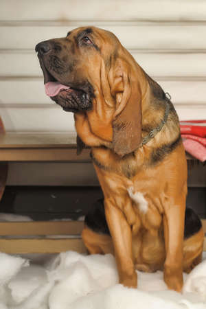 Beautiful Bloodhound puppy at 6 monthsの写真素材