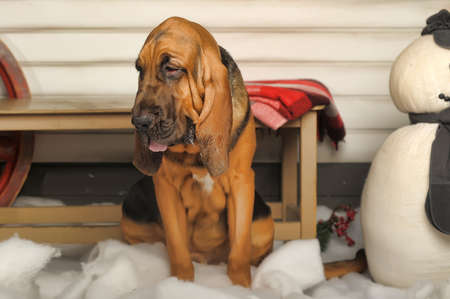 Beautiful Bloodhound puppy at 6 monthsの写真素材