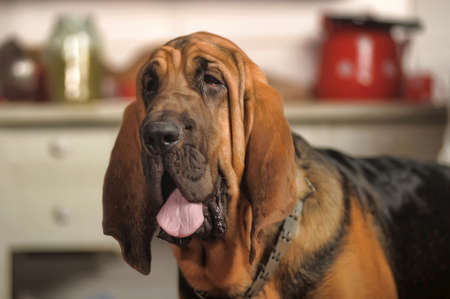 Beautiful Bloodhound puppy at 6 monthsの写真素材