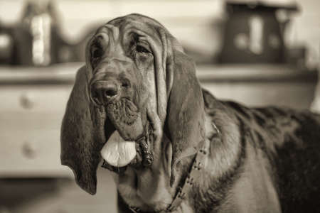 Beautiful Bloodhound puppy at 6 monthsの写真素材