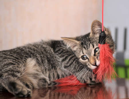 striped kitten playsの写真素材