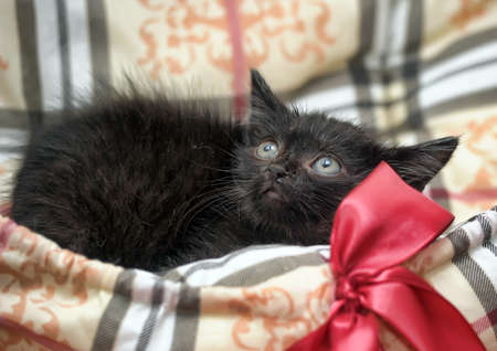 small furry black kittenの写真素材