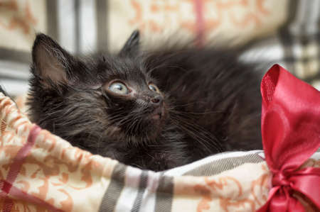 small furry black kittenの写真素材